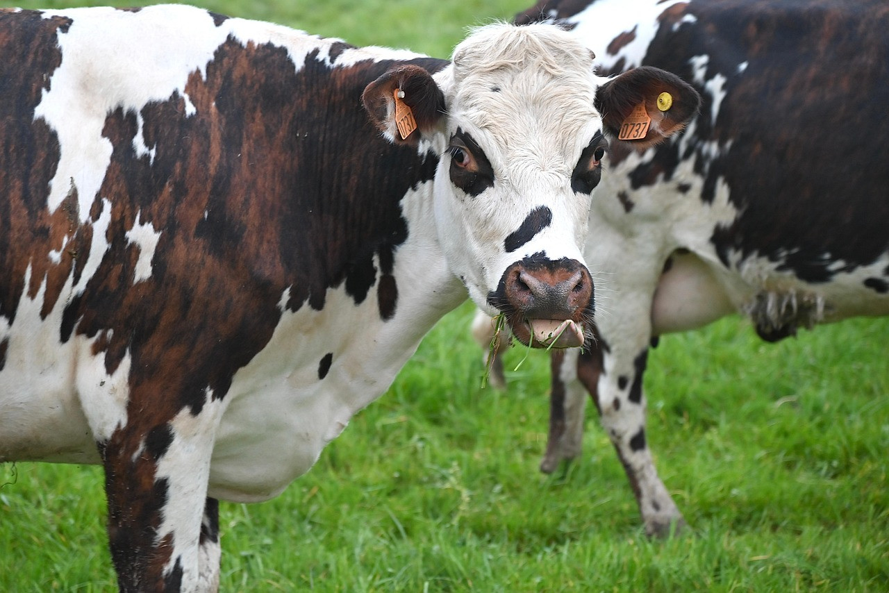 Cow 7957275 1280