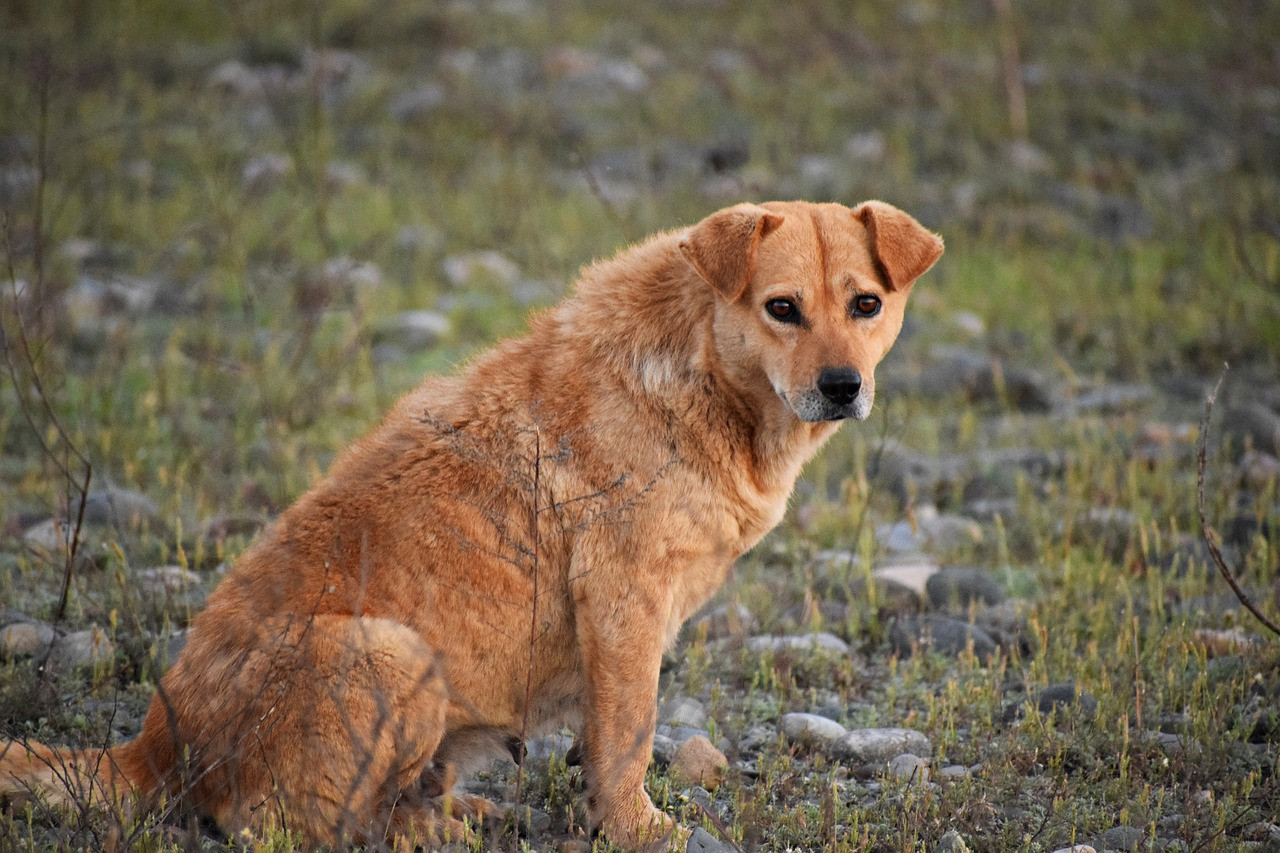 Stray Dog 4917649 1280
